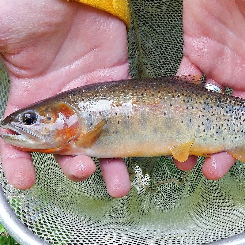 Colorado Parks and Wildlife suspends catch-and-release rules on Hunt Lake - Vimarsana News